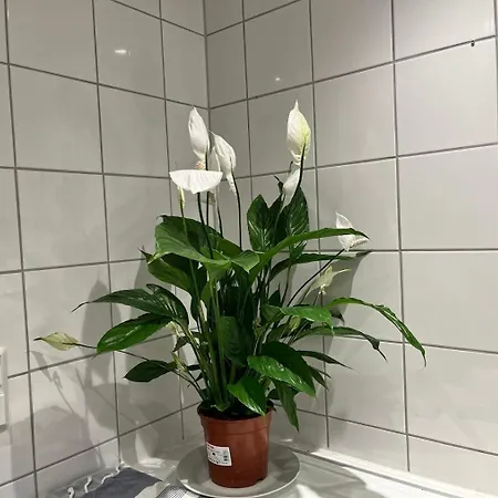 民宿 Large With Balcony - Downtown - Nearby Scandic Business Center Bus Stop *